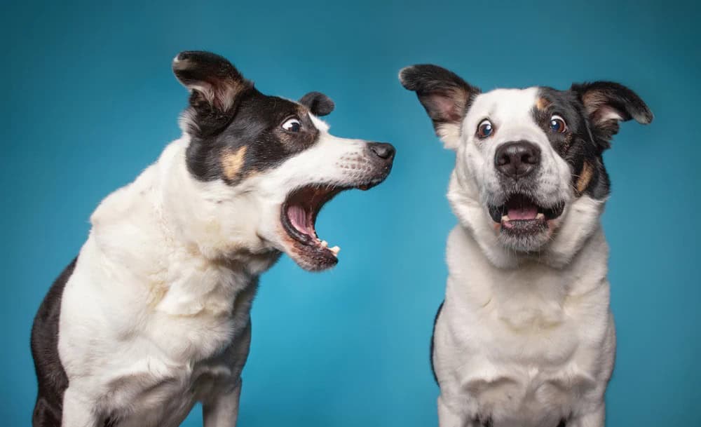 IA poderá ajudar a entender os latidos de cachorros